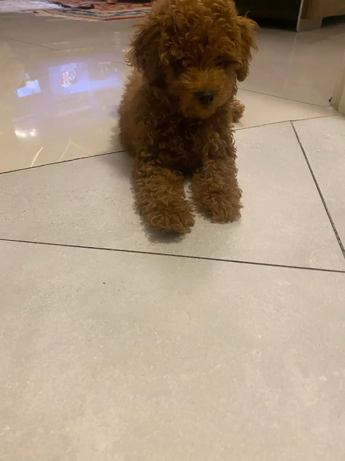 تینی پودل رد|سگ|تهران, امام زاده قاسم (نیاوران)|دیوار