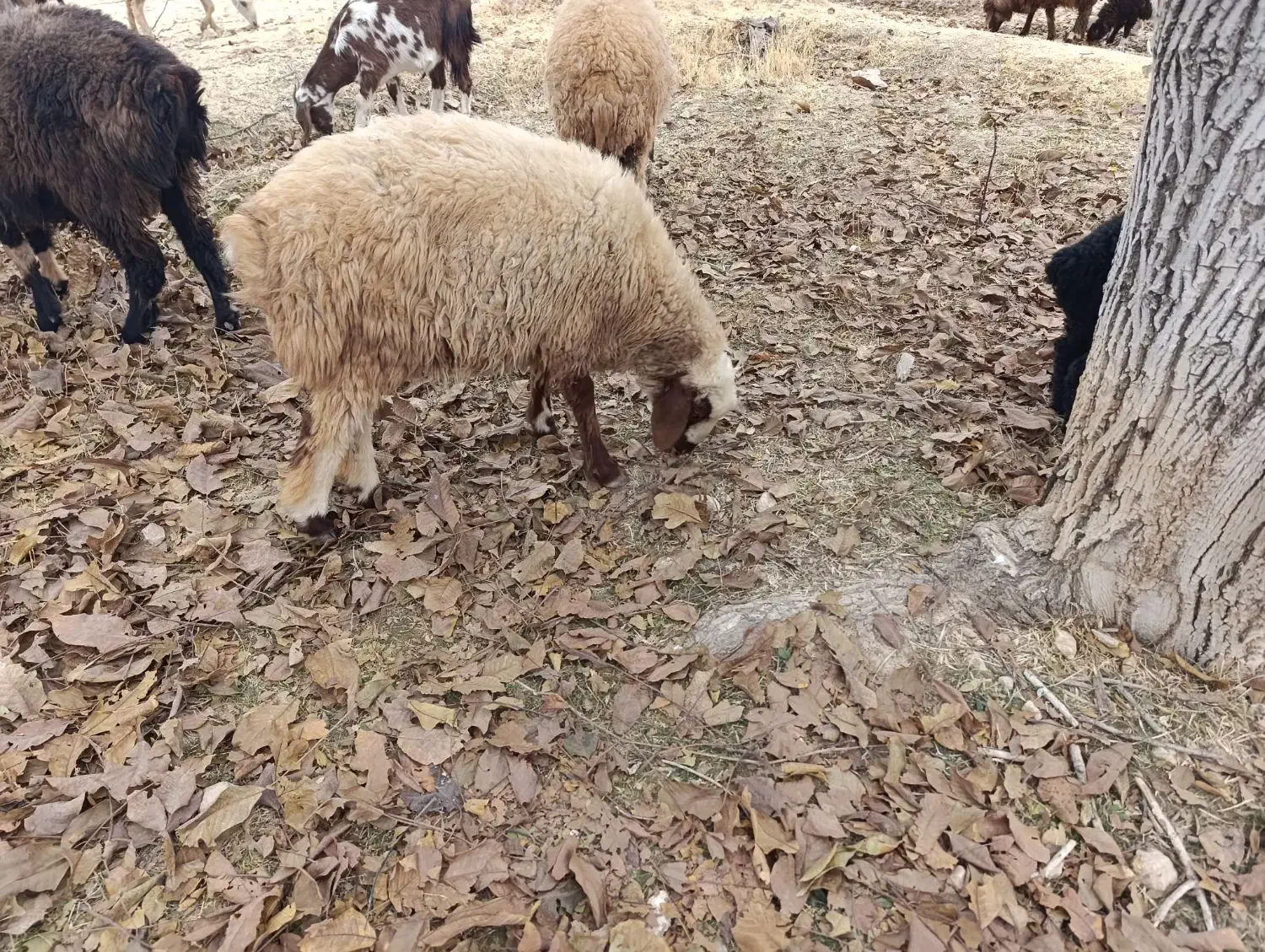 بره لاغر گله آیی مناسب داشت و پروار|حیوانات مزرعه|سرچهان, |دیوار