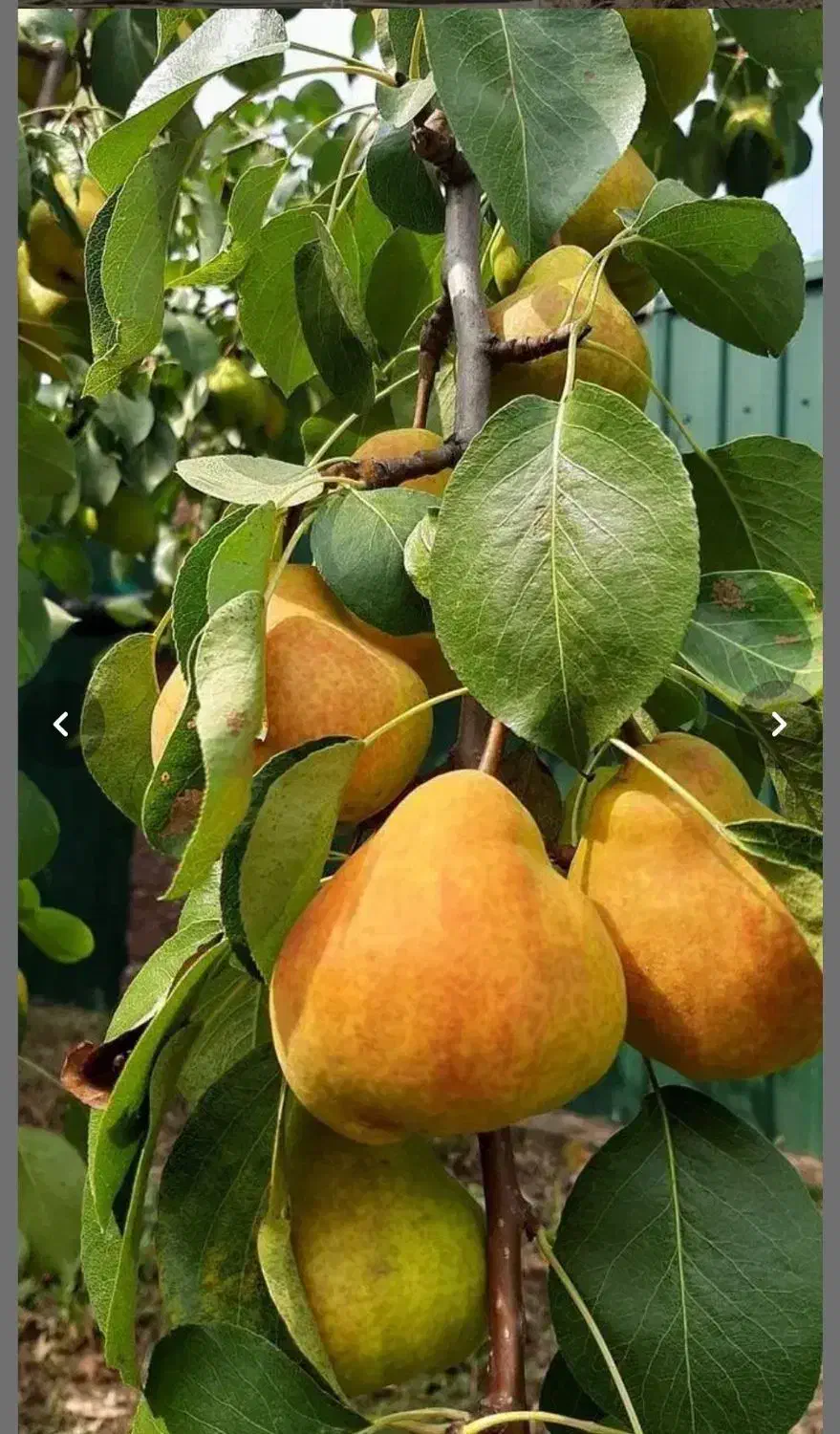 نهالستان عمده نهال صنوبر. گردو و بادام دیر گل|خدمات باغبانی و درختکاری|سمیرم, |دیوار