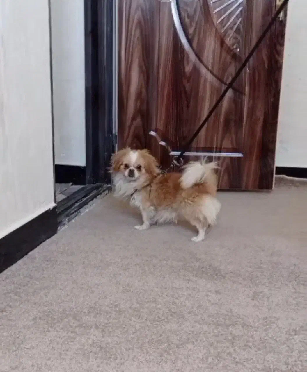 پاکوتا|سگ|بستان آباد, |دیوار