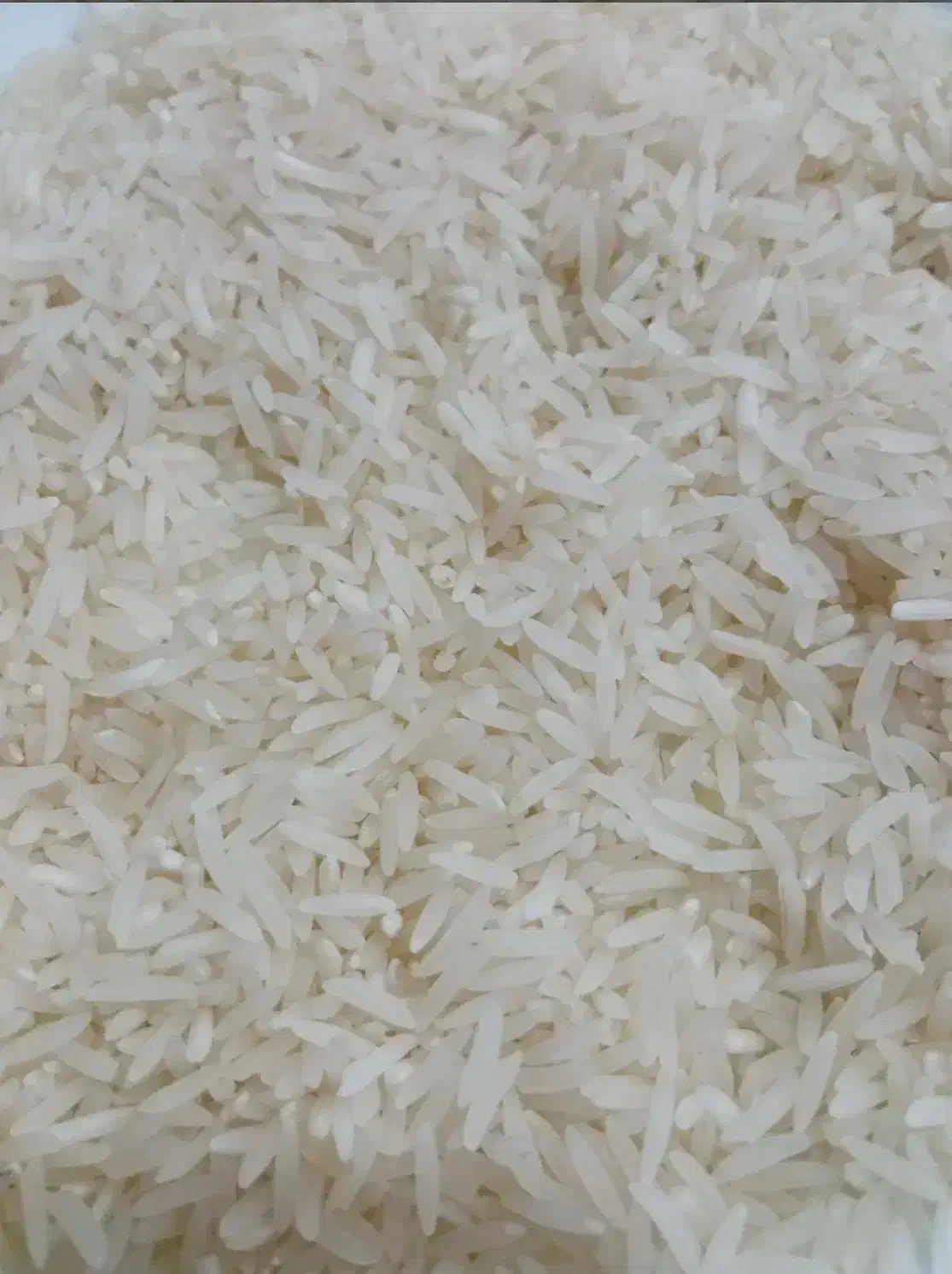 برنج فجر سوزنی|خوردنی و آشامیدنی|علیآباد کتول, |دیوار