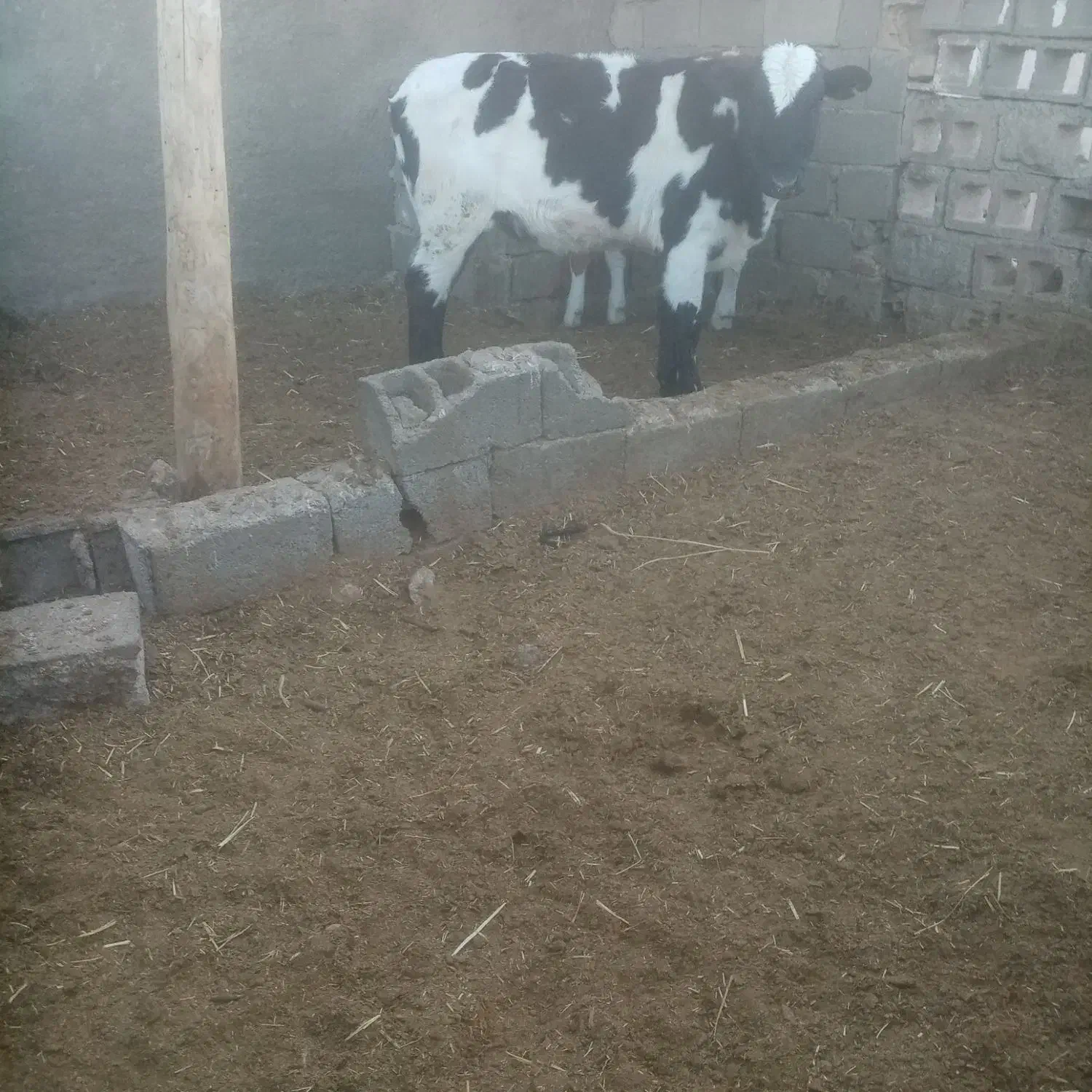 گاووگوساله رگایی|حیوانات مزرعه|زیرکوه, |دیوار