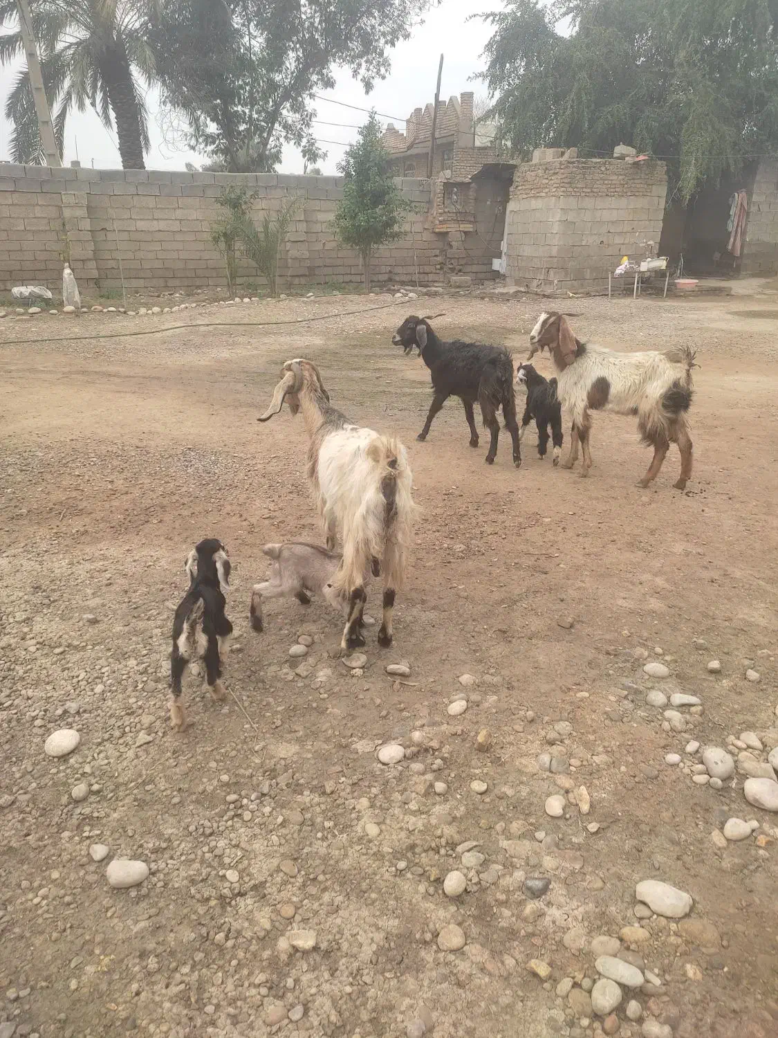 بز بیگ|حیوانات مزرعه|دزفول, |دیوار