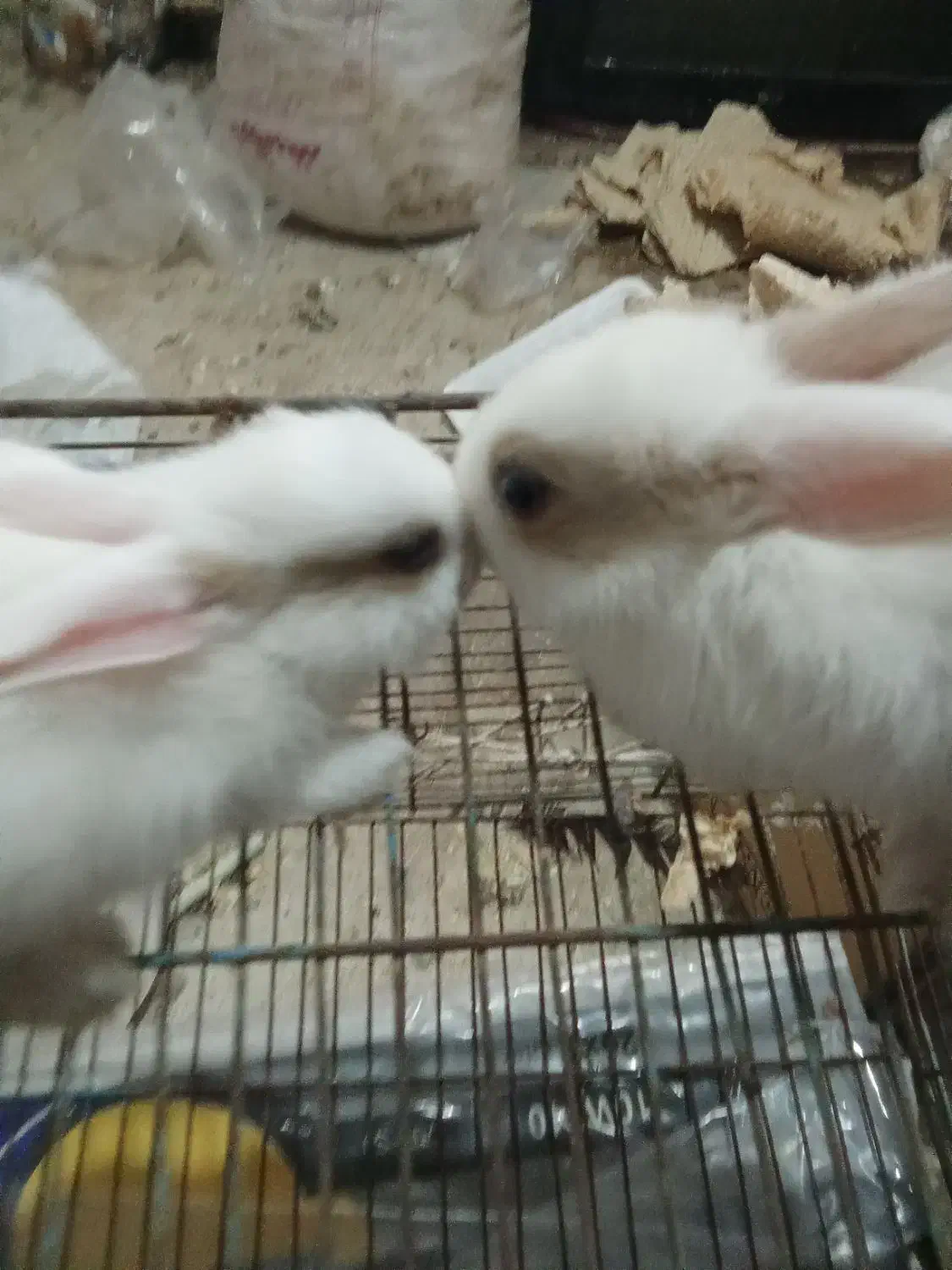 خرگوش|موش و خرگوش|بوشهر, |دیوار