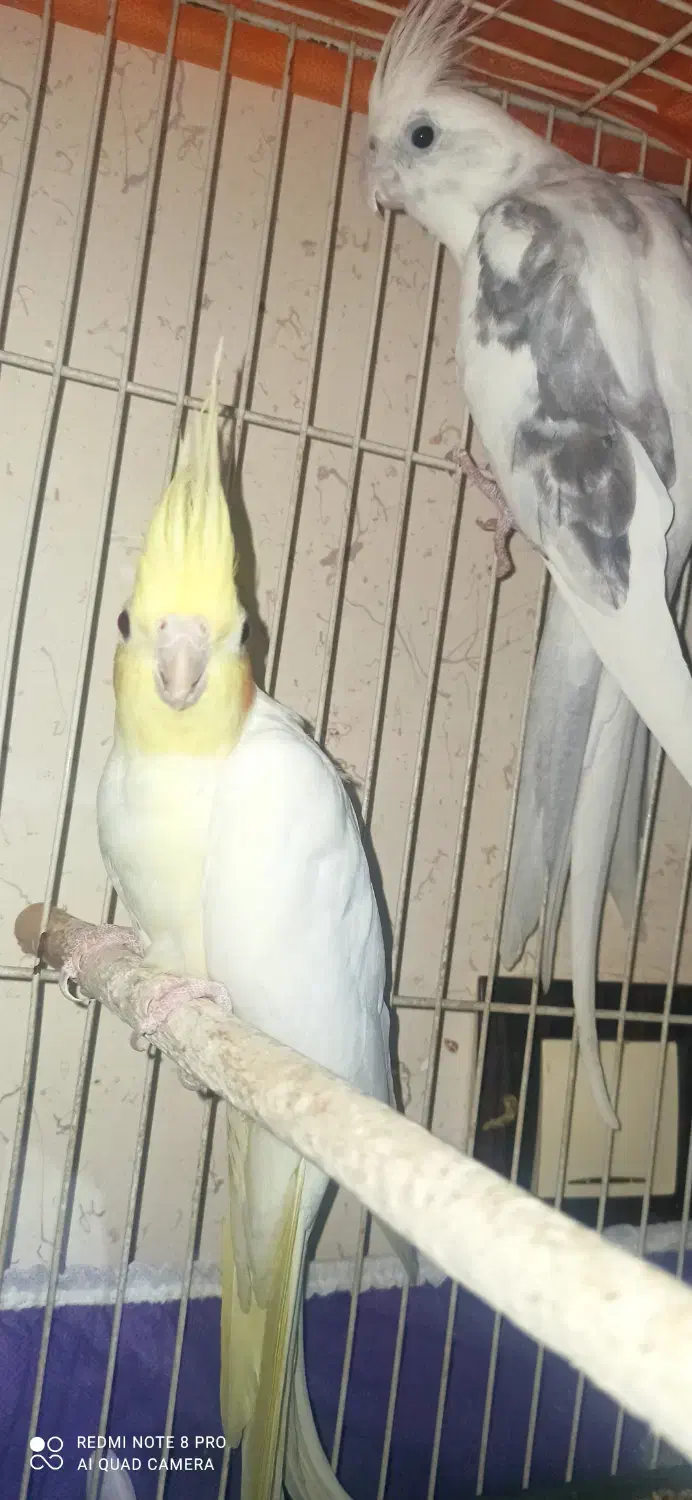 عروس هلندی|پرنده|تایباد, |دیوار