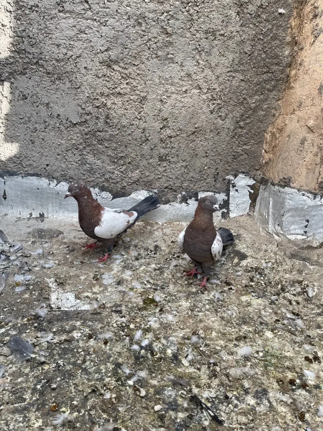 کبوتر|پرنده|اردکان, |دیوار