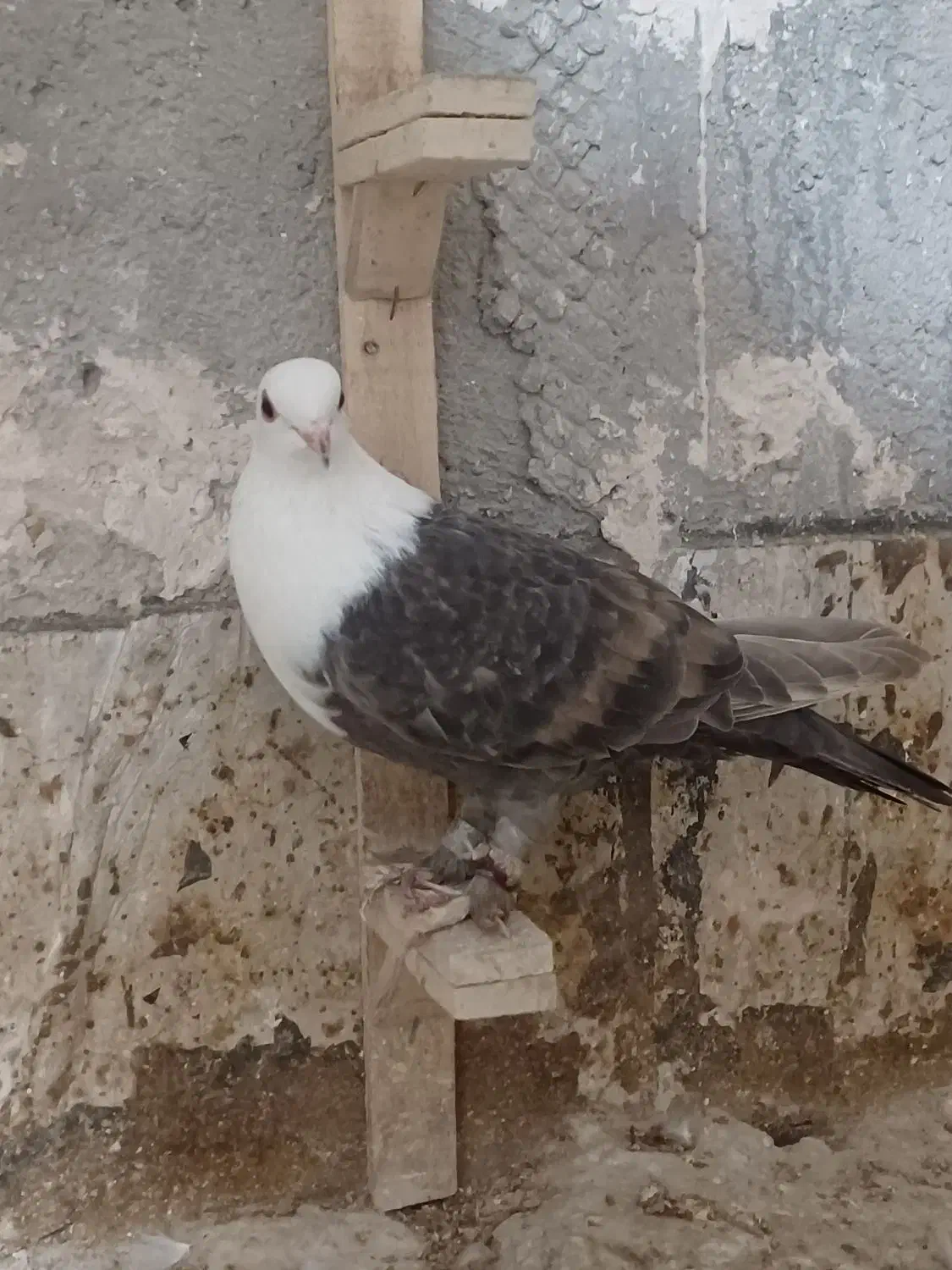 کربلایی ماده|پرنده|شیروان (خراسان), |دیوار