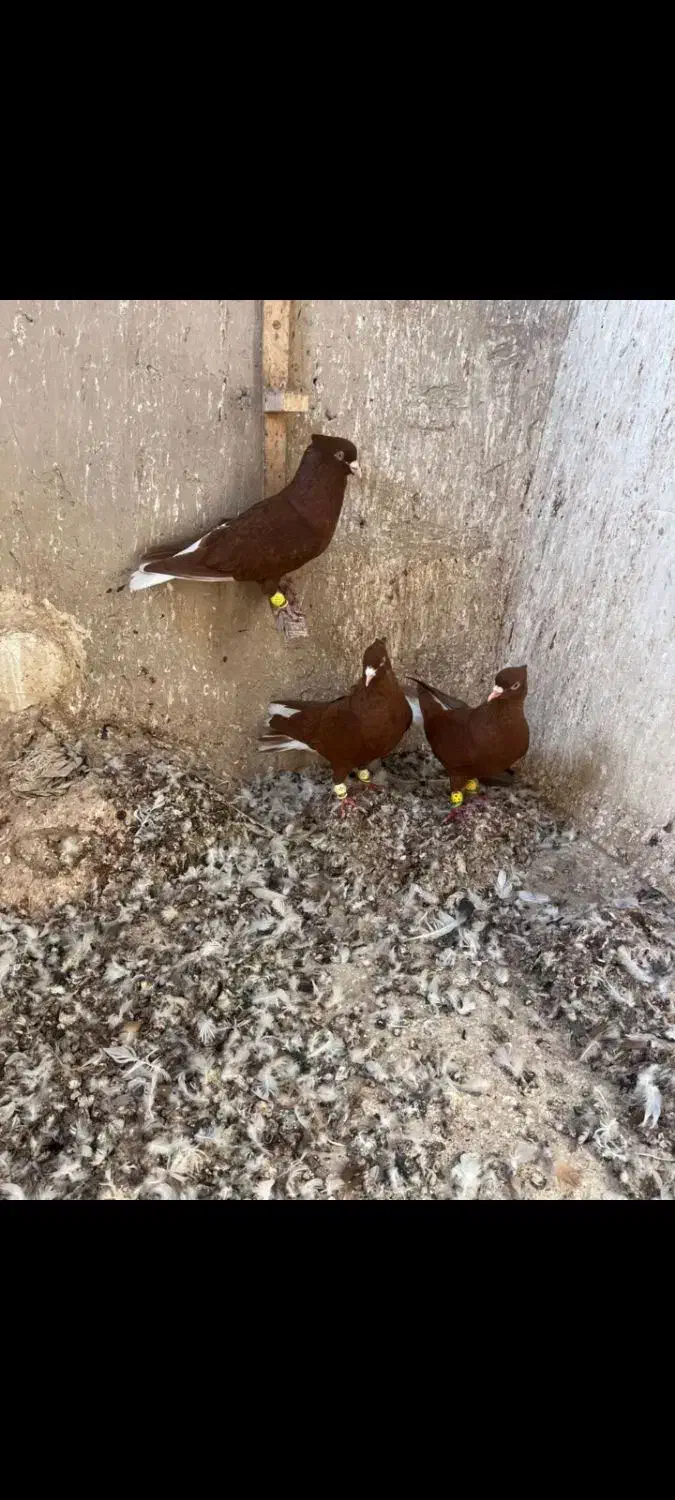 کبوترسرخ دم سفید|پرنده|اقبالیه, |دیوار