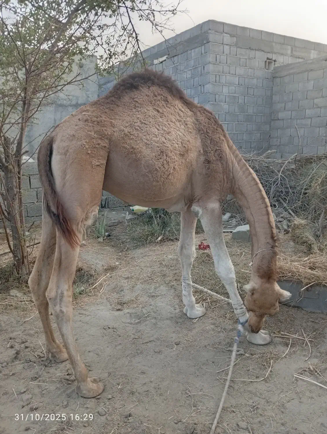 شتر نر|حیوانات مزرعه|میناب, |دیوار