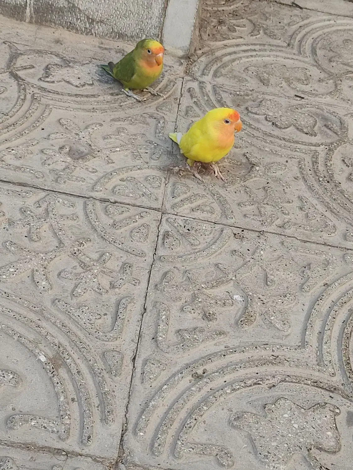 دستی|خزنده|یزد, |دیوار