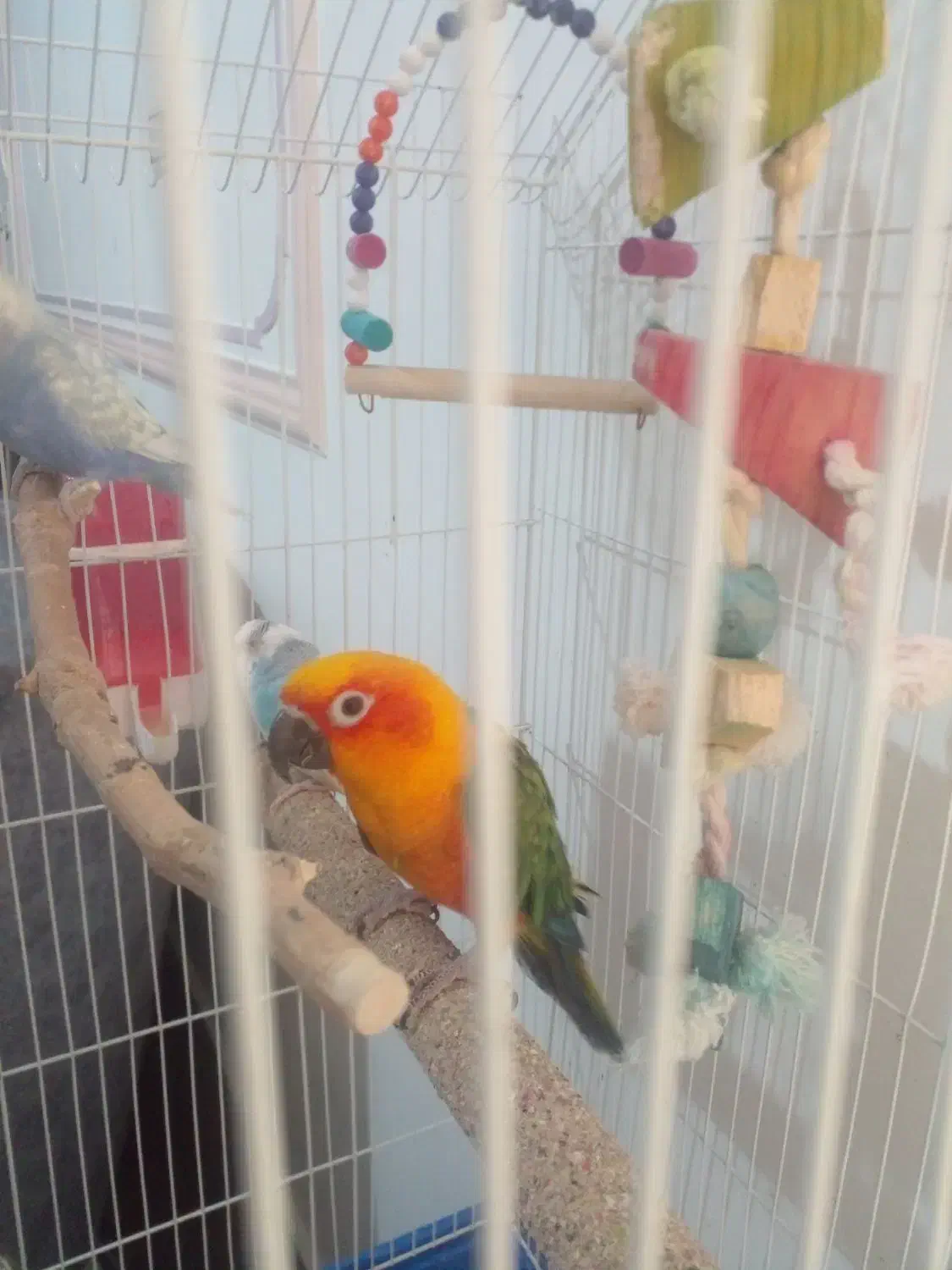 تعدادی عروس هلندی سخنگو مرغ عشق سخنگو.خطوطی خورشید|پرنده|تاکستان, |دیوار