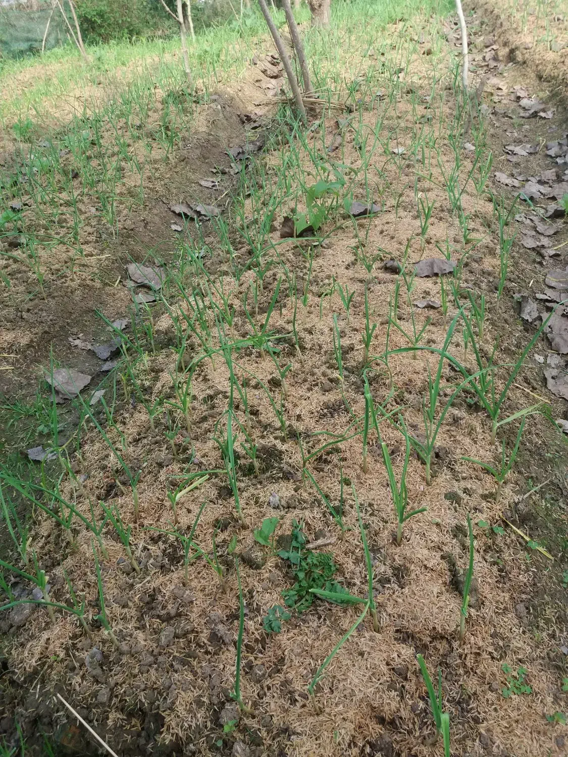 انواع سبزیجات محلی برگ سیر،یرالماسی|خوردنی و آشامیدنی|رشت, فخب|دیوار