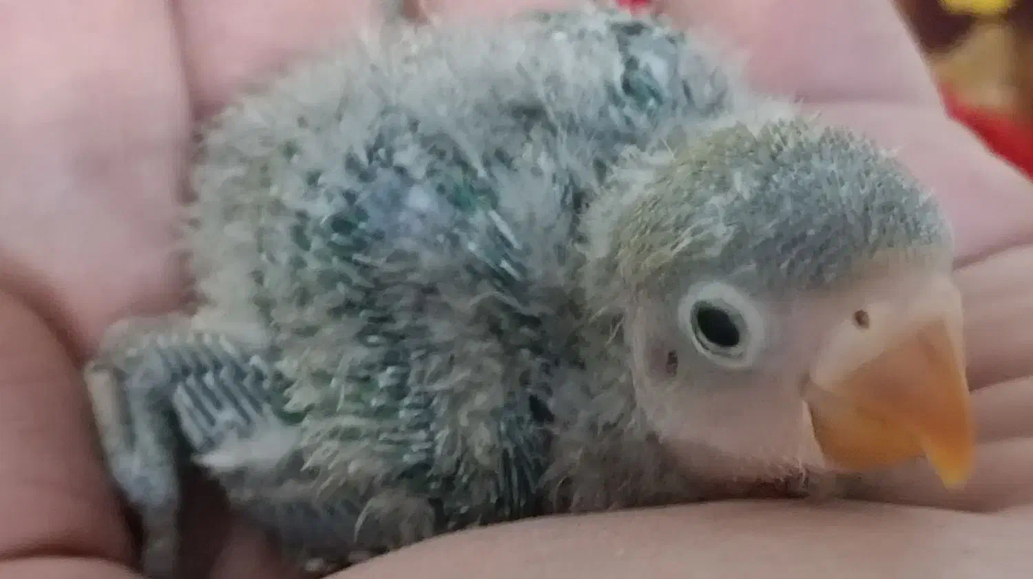 جوجه برزیلی|پرنده|ری, ملک‌آباد|دیوار