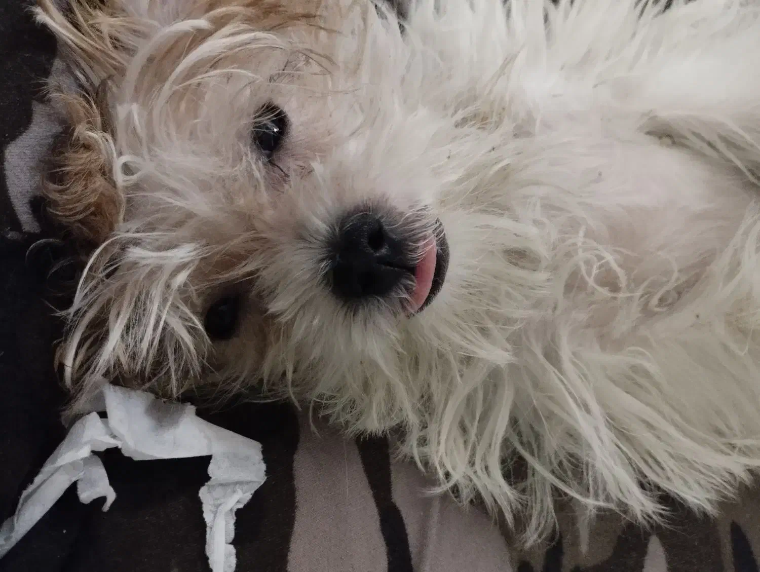 پت (سگ )گمشده|حیوانات|تهران, یاخجی آباد|دیوار