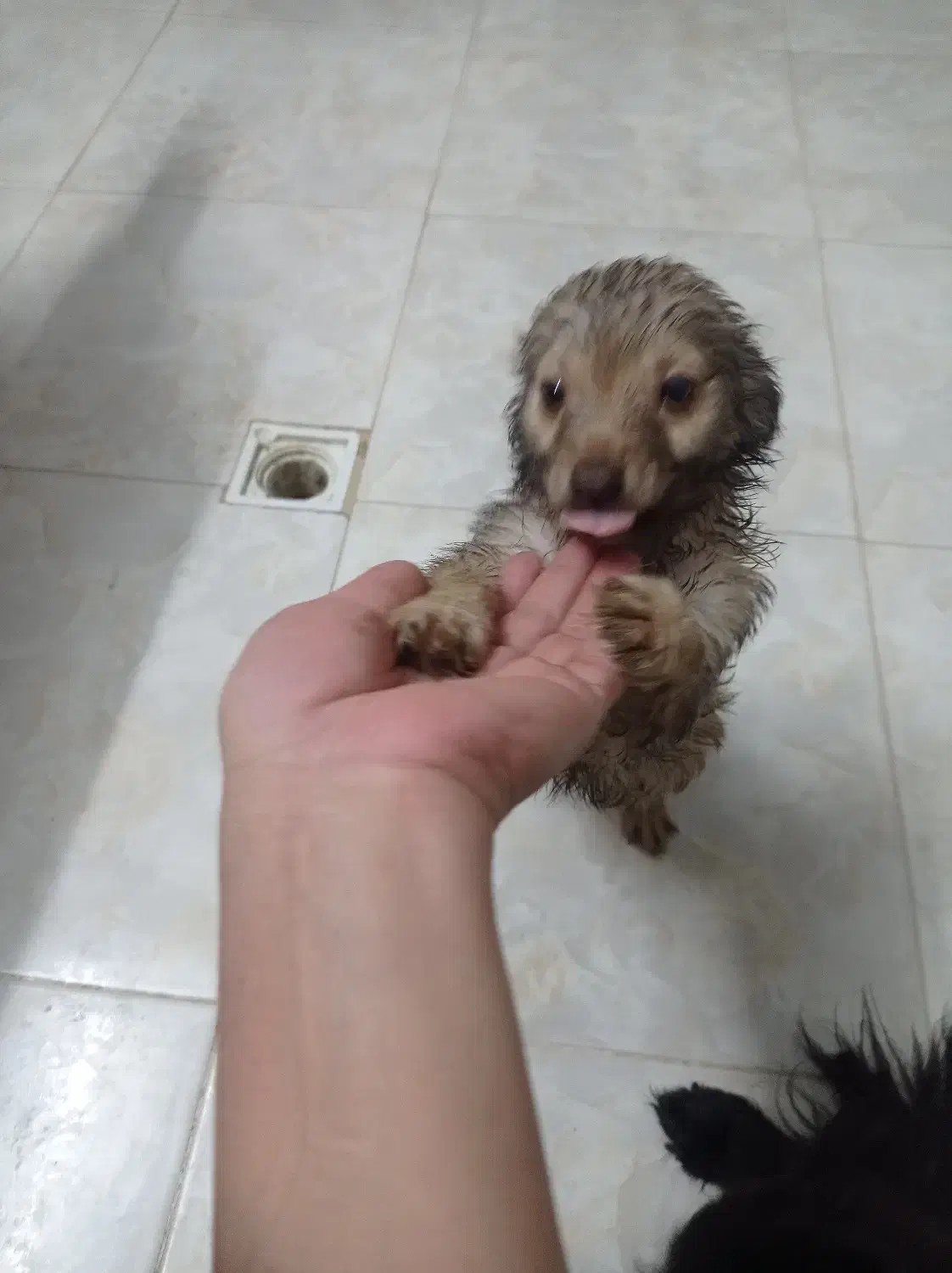 توله سگ پا کوتاه|سگ|ورامین, ریحان آباد|دیوار