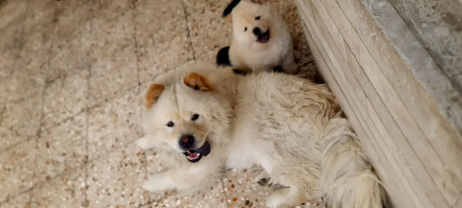 چاو چاو ماده بالغ دو ساله|سگ|مشهد, آزادشهر|دیوار