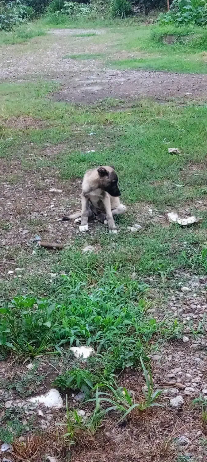 توله ماده سراب|سگ|عباسآباد, |دیوار