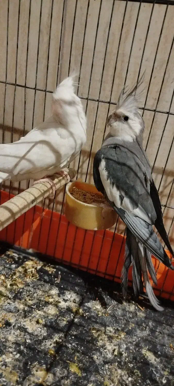 عروس هلندی مولد|پرنده|صباشهر, |دیوار