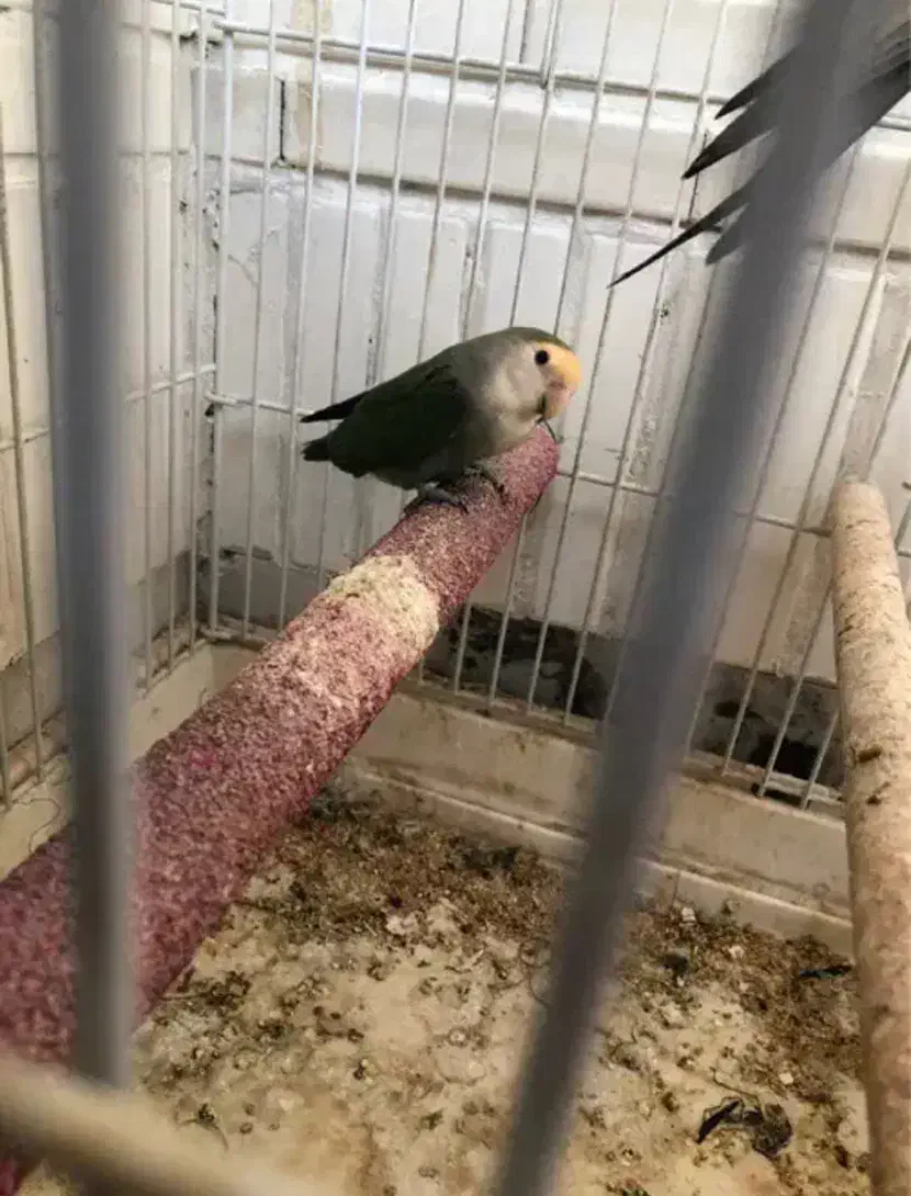 هلندی و برزیلی معاوضه|پرنده|کرج, عظیمیه|دیوار