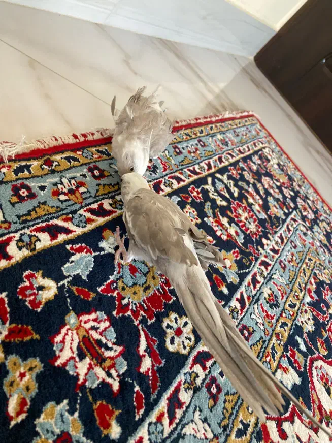 عروس هلندی وایت فیس نر|پرنده|نوشهر, |دیوار