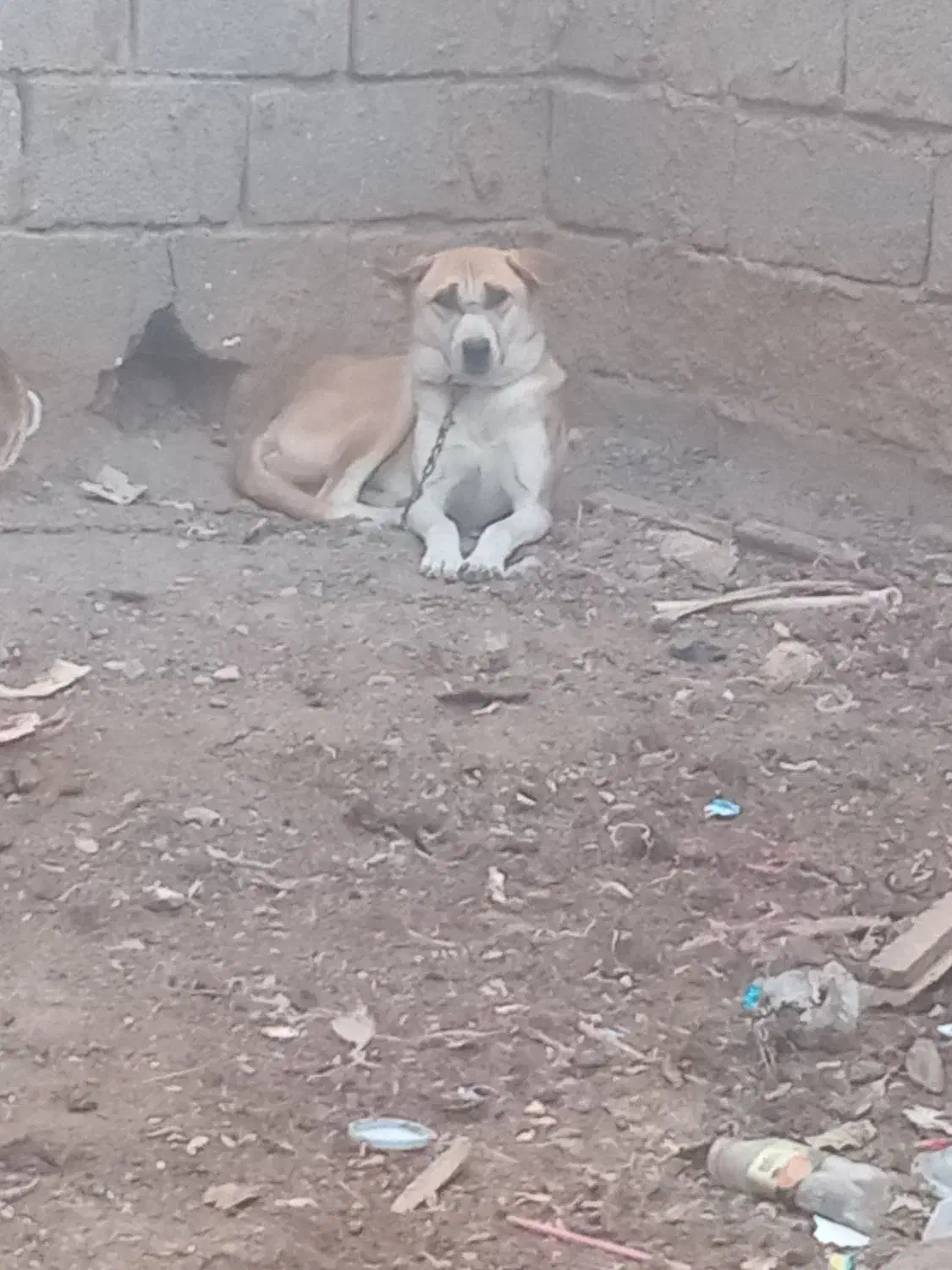 سگ نگهبان|سگ|فریمان, |دیوار