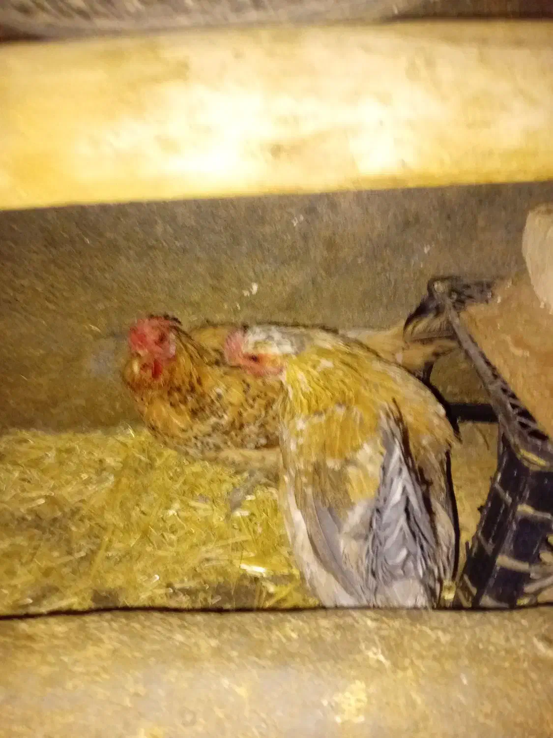 مرغ گلین|حیوانات مزرعه|معصومیه, |دیوار