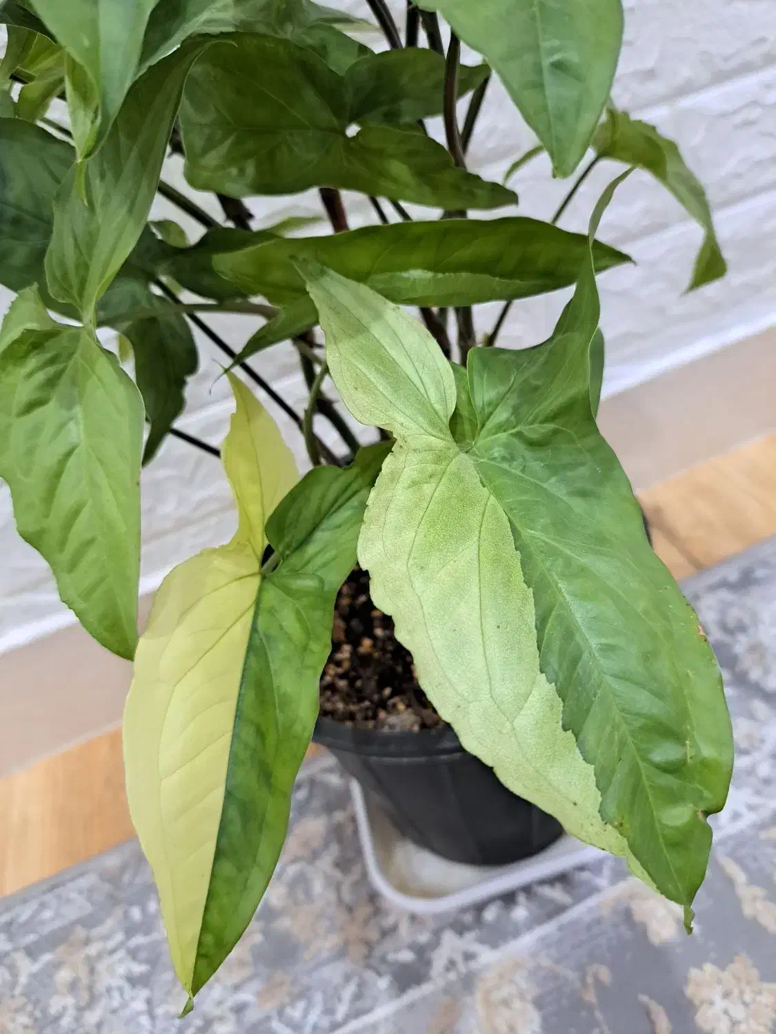 گل طبیعی خانه|گل و گیاه طبیعی|محمدیه-قزوین, |دیوار