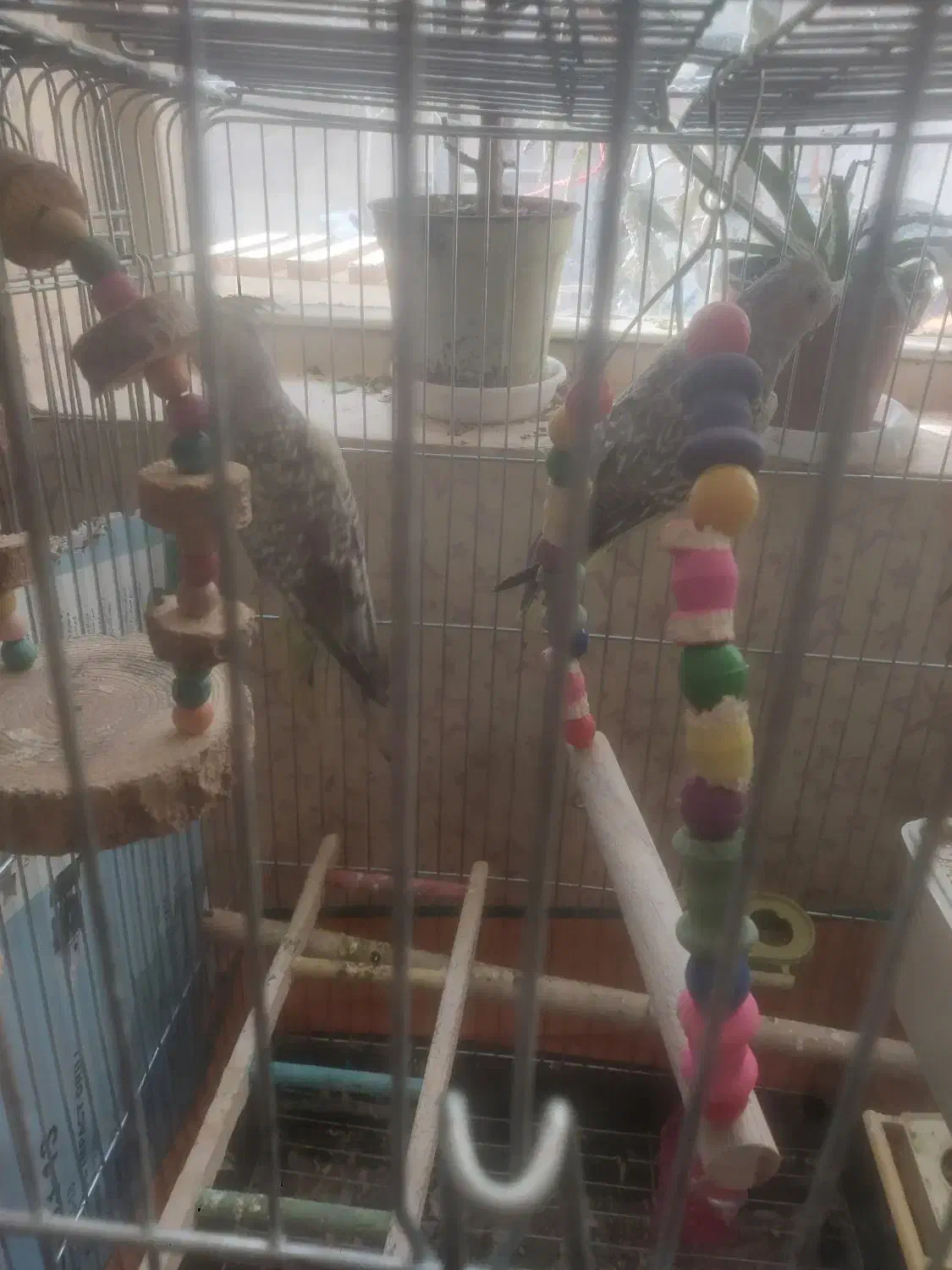 عروس هلندی|پرنده|محمدیه-قزوین, |دیوار