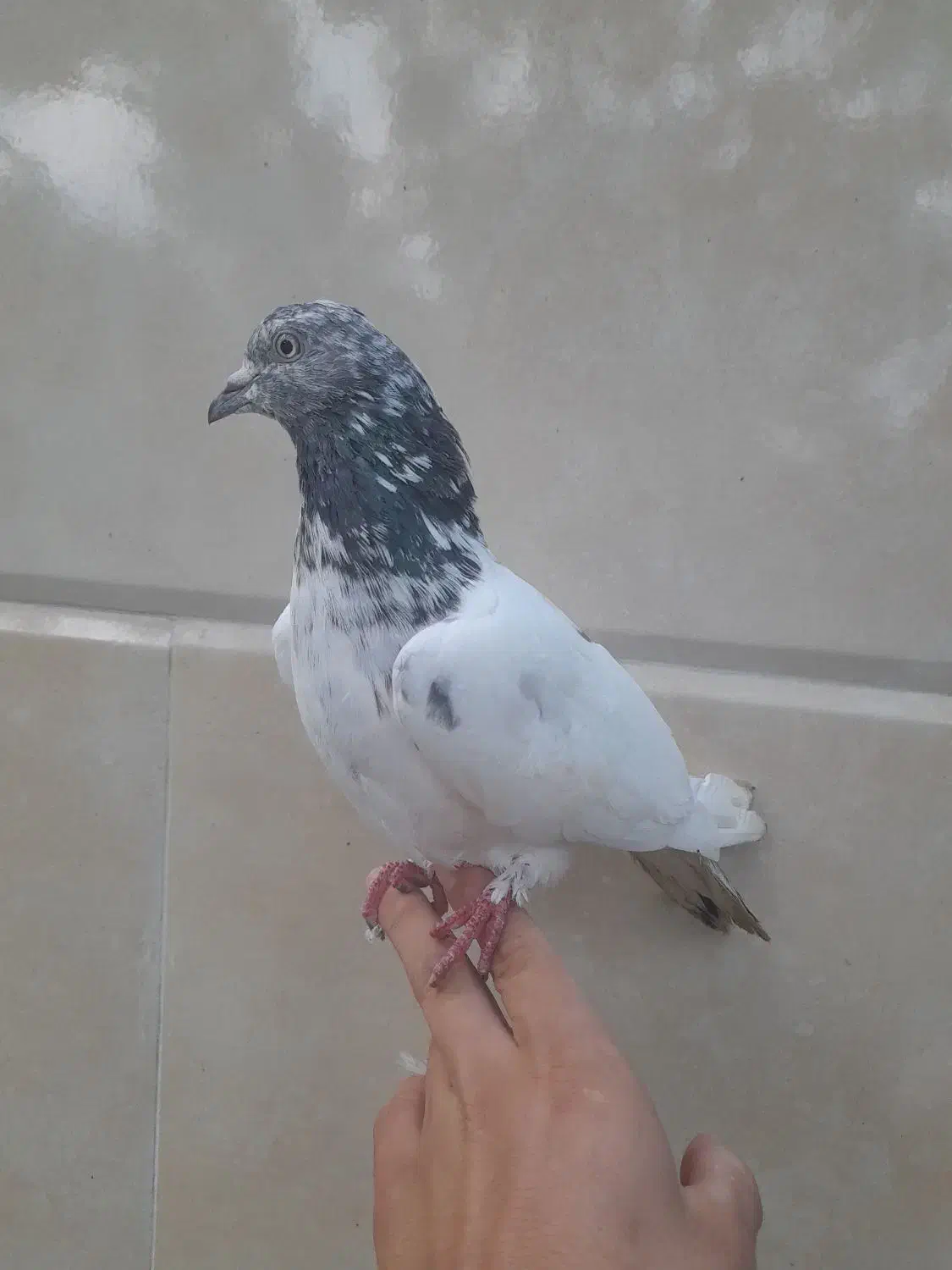 کبوتر نر|پرنده|رشت, دیلمان|دیوار