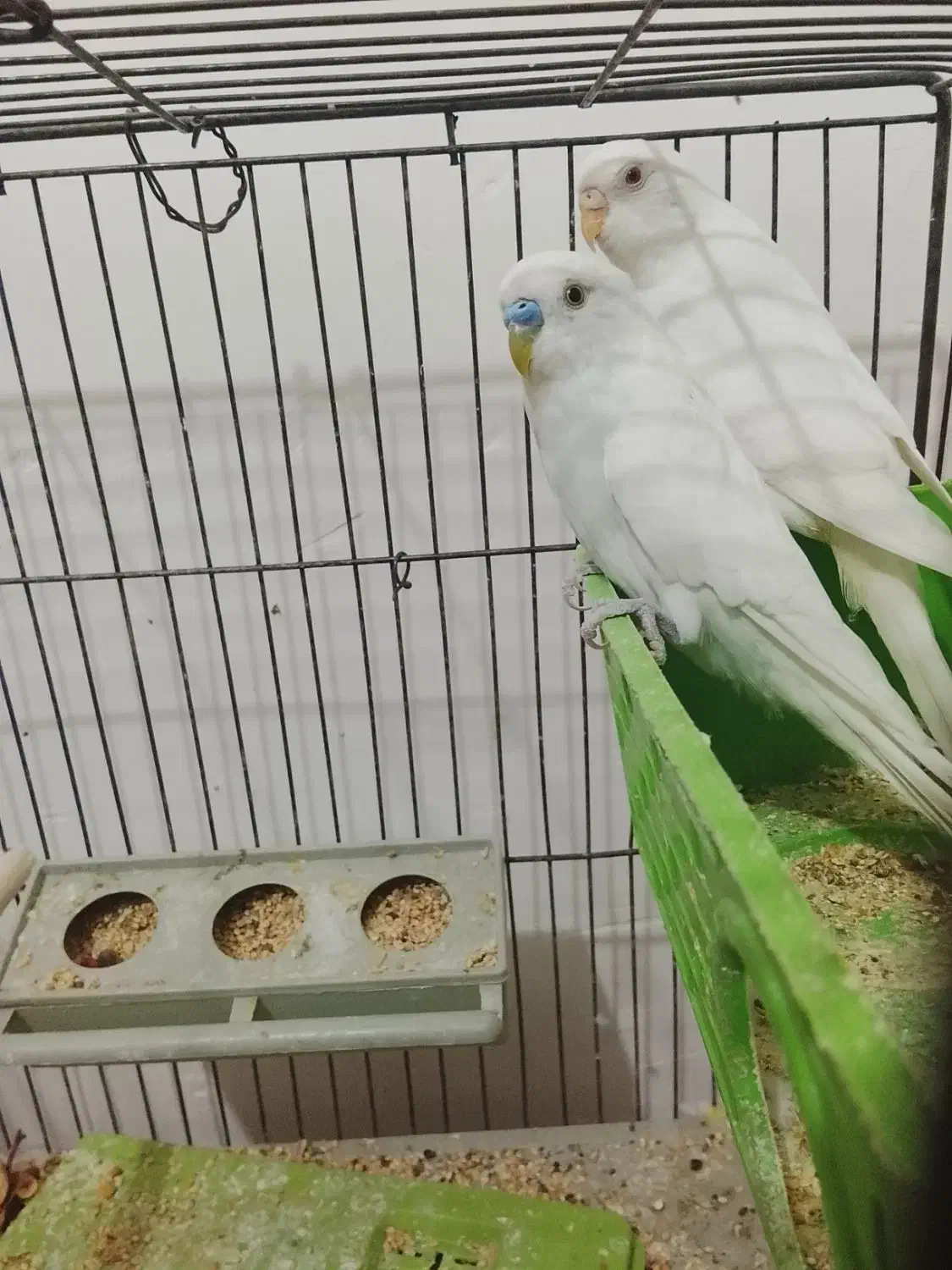 مرغ عشق|پرنده|فسا, |دیوار