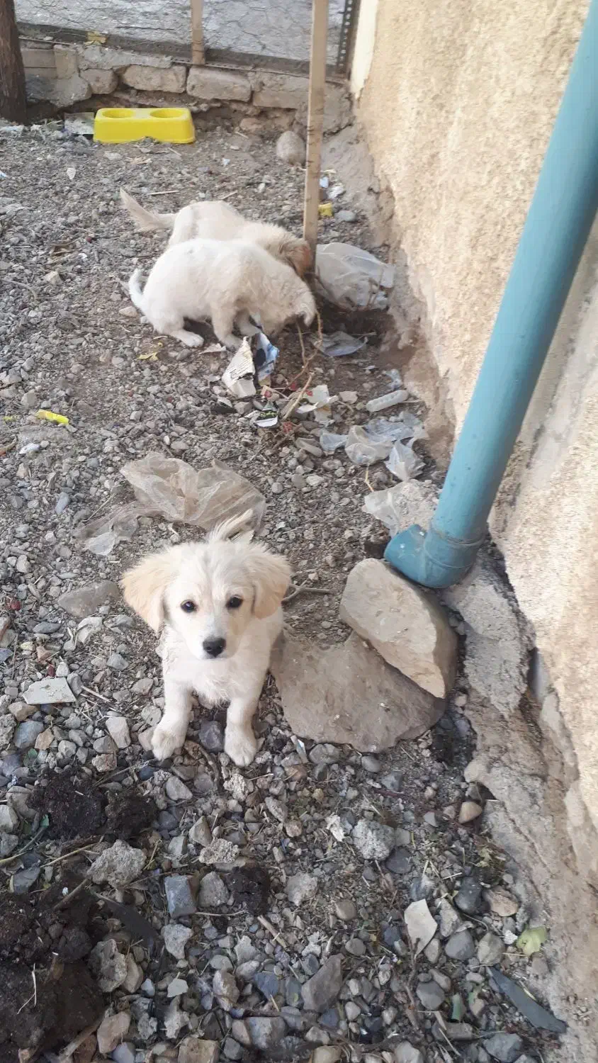 واگذری سگ شیتزو|سگ|ایلام, |دیوار