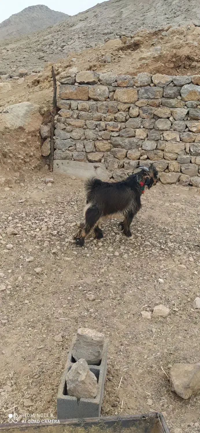 فروش دو عدد کهر تخمی اصلی رش گوش بلند|حیوانات مزرعه|ایذه, |دیوار