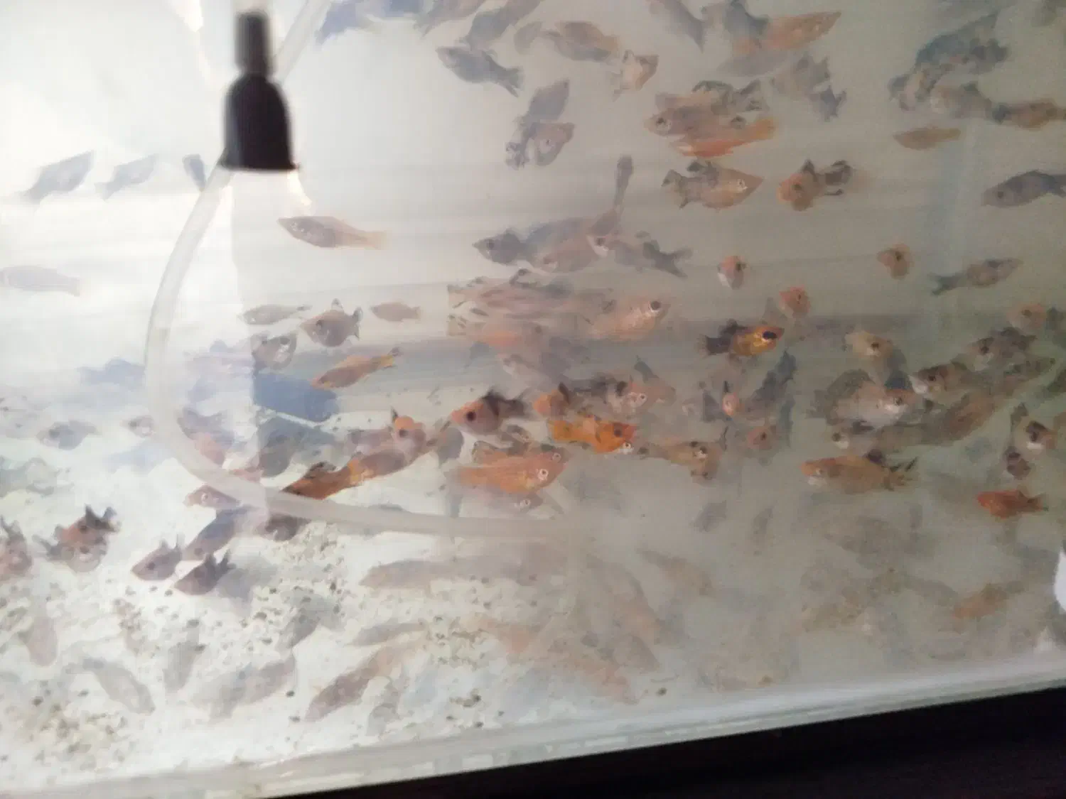 ماهی مولی و ماهی گلی مولد|ماهی|لار, |دیوار