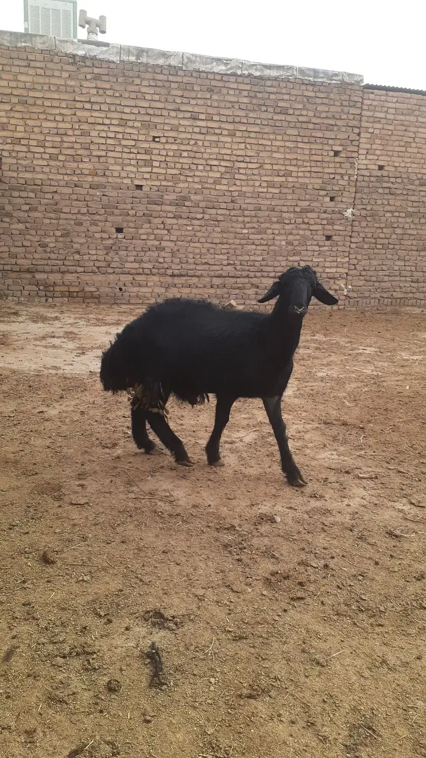 بره نر|حیوانات مزرعه|بوئین زهرا, |دیوار
