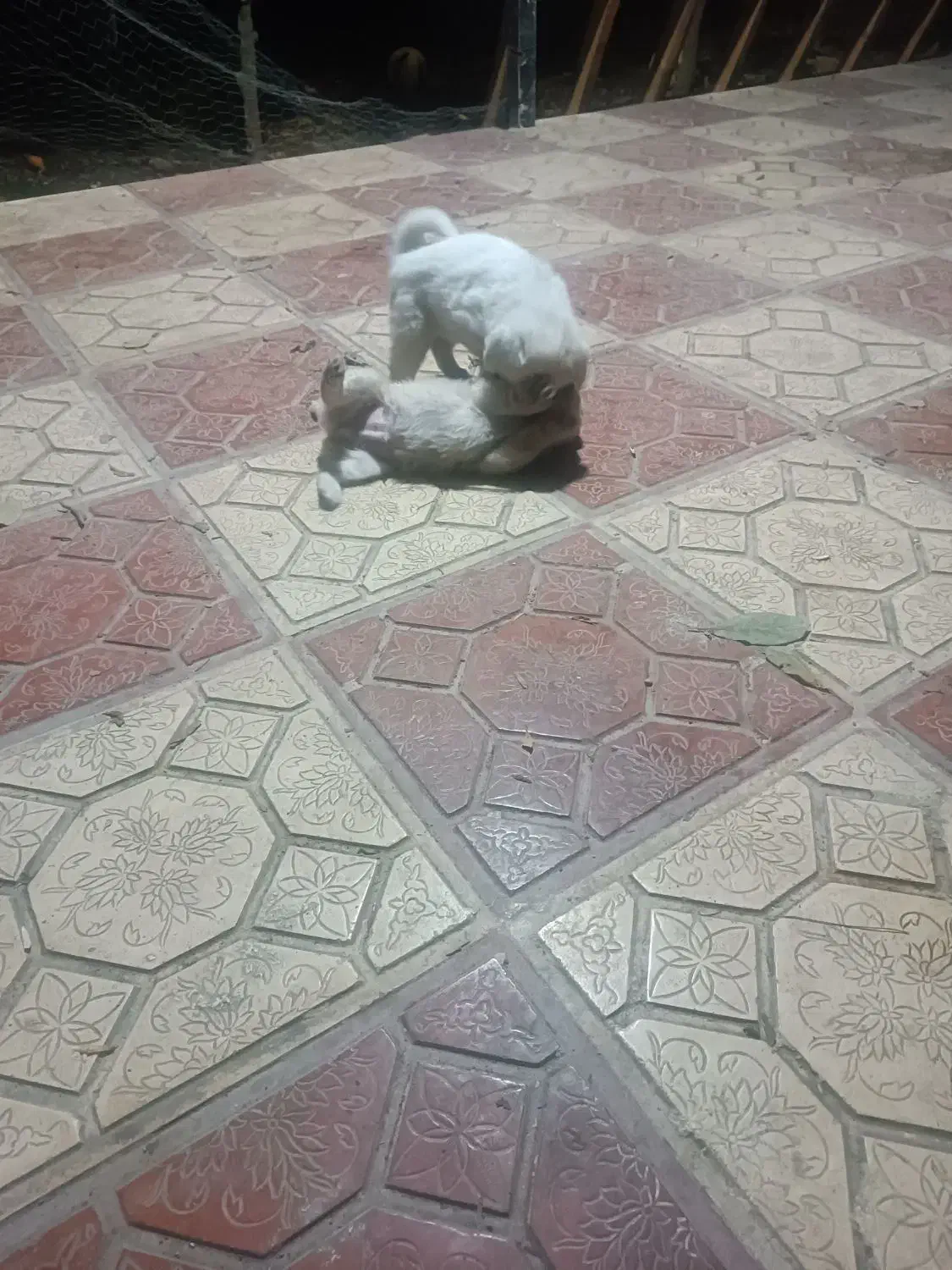 پشمالو|سگ|خان ببین, |دیوار