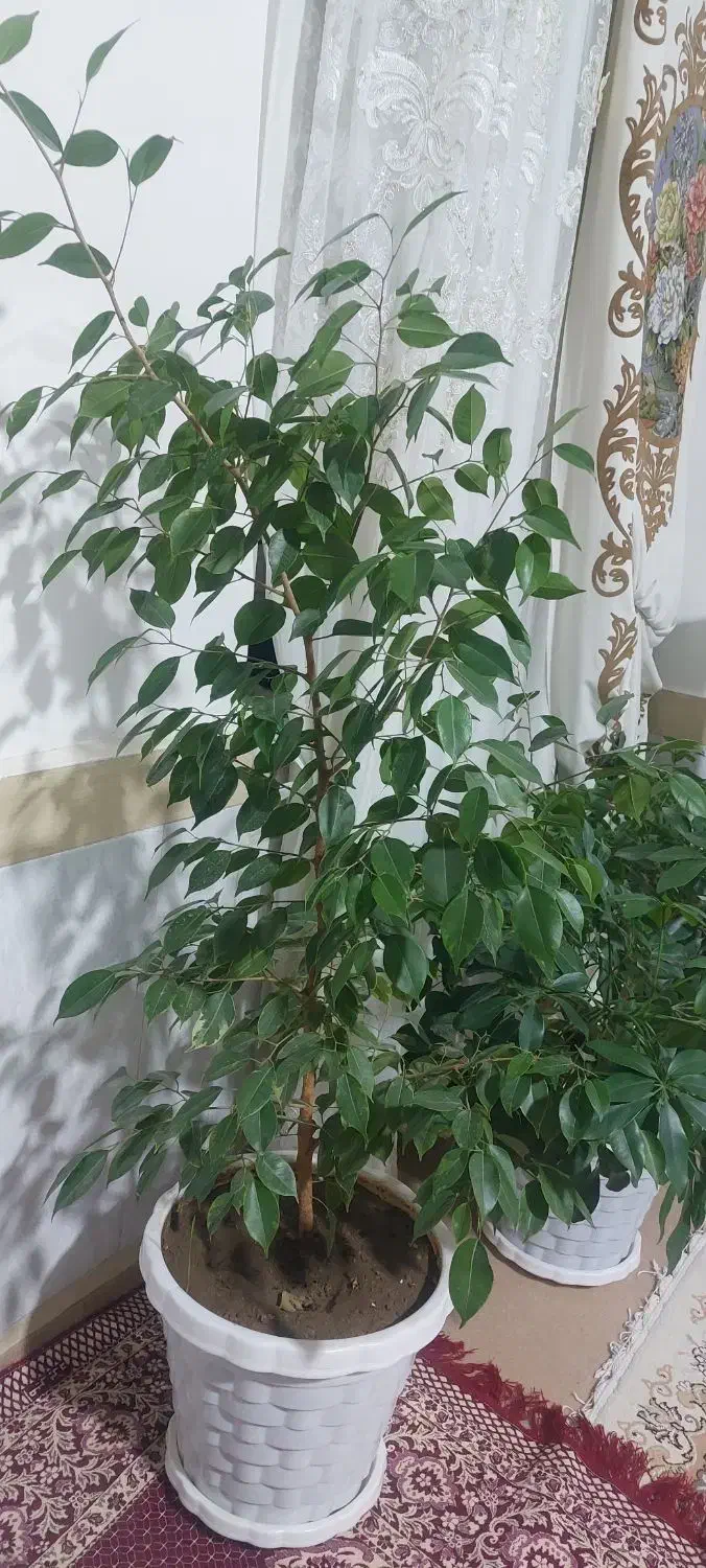 گل طبیعی  خوشگل سرحال|گل و گیاه طبیعی|میاندوآب, |دیوار