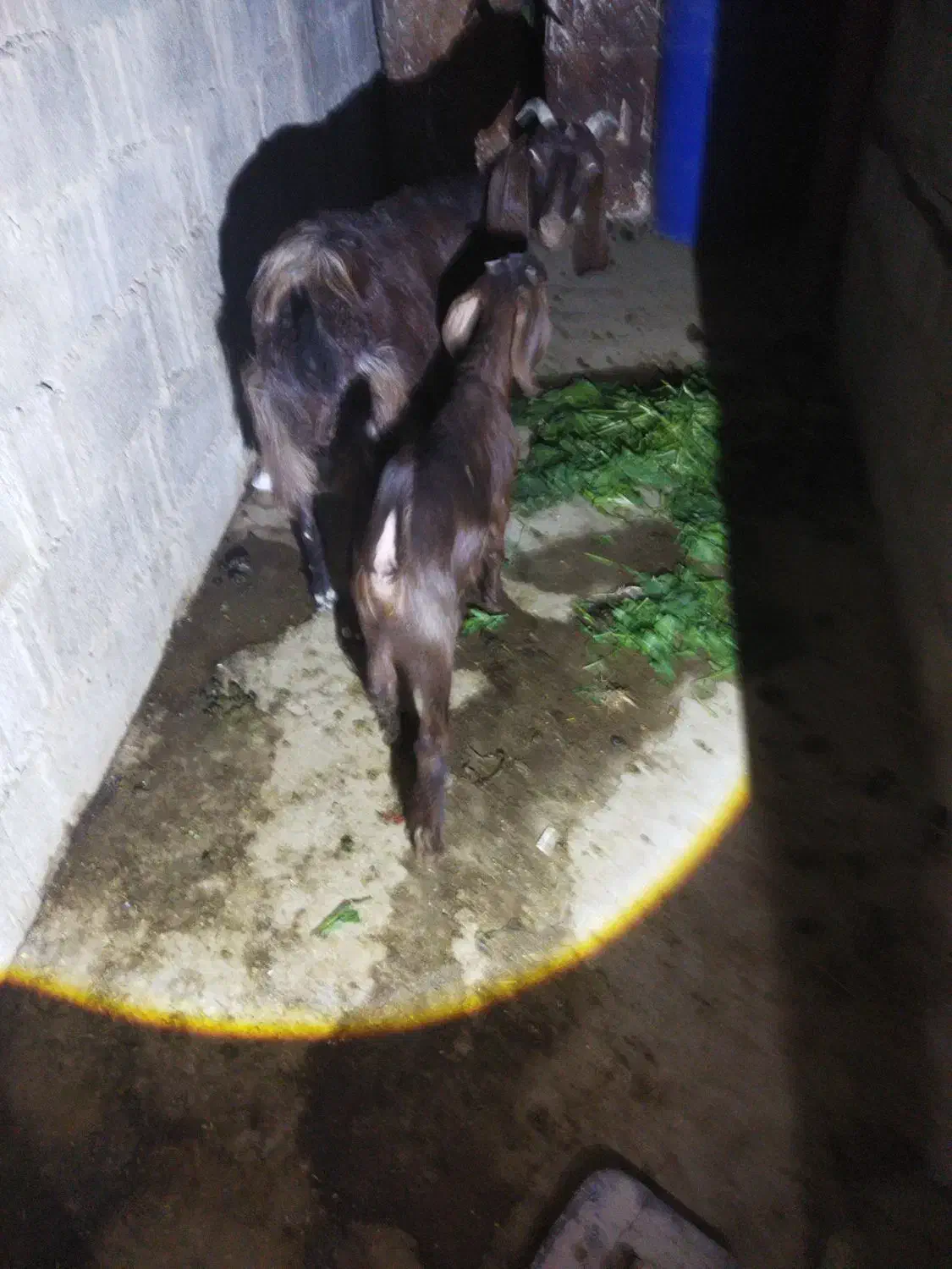 بزجوان وسرحال|حیوانات مزرعه|خورموج, |دیوار