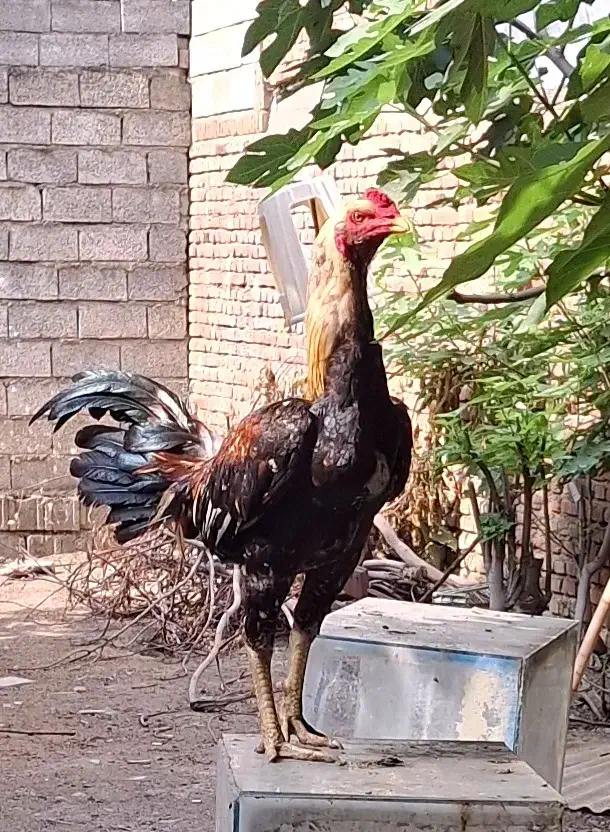 فروش یا معاوضه خروس لاری|حیوانات مزرعه|بابل, |دیوار