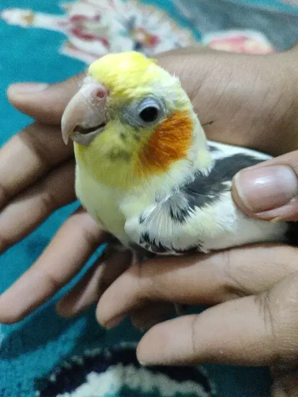 پرنده|پرنده|بندرعباس, |دیوار