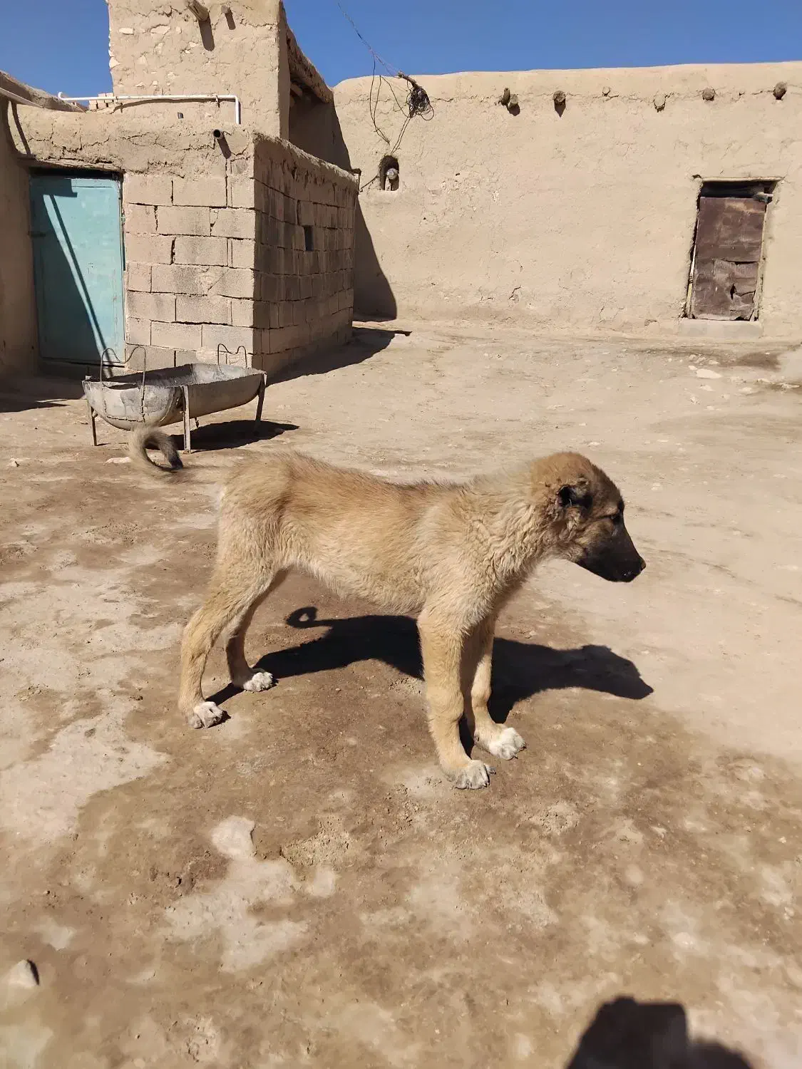 توله سراب ماده|سگ|گل تپه, |دیوار