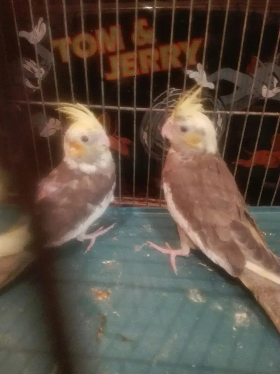 عروس هلندی|پرنده|مرودشت, دولت آباد|دیوار