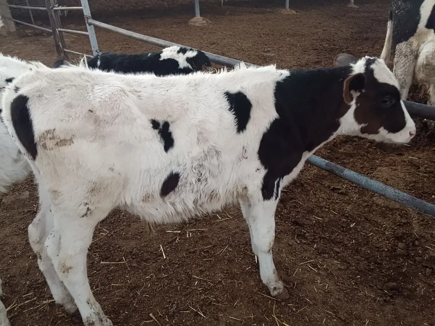 گوساله ماده و گوساله نر و دوتا گاو ابستن|حیوانات مزرعه|تربت جام, میان جام|دیوار