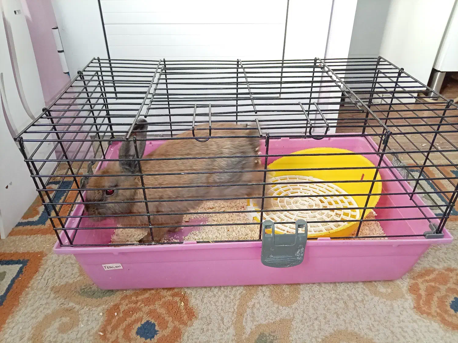 خرگوش بازیگوش|موش و خرگوش|بیرجند, |دیوار