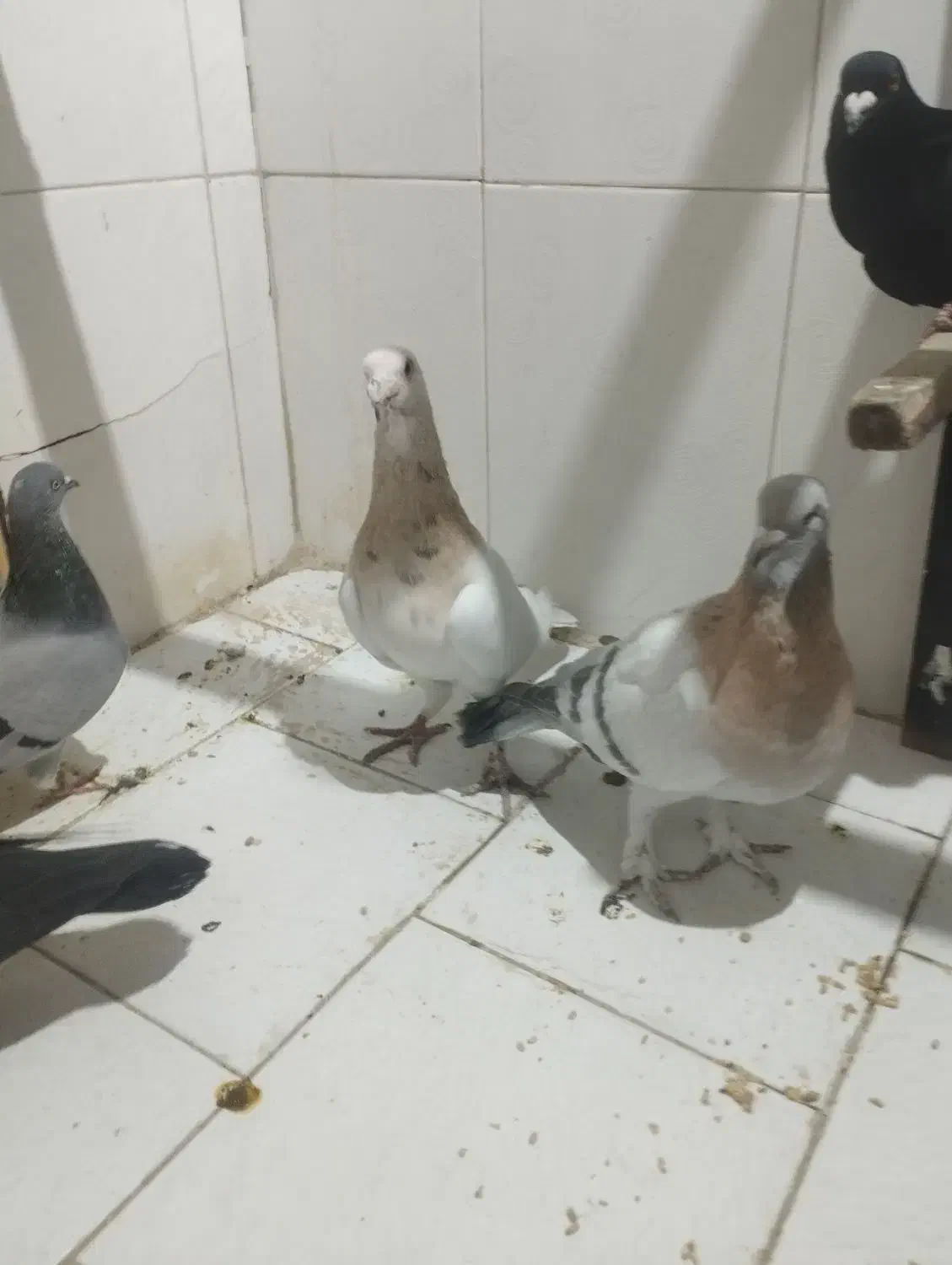 یک جفت کفتر ر یحان|پرنده|ری, شهرک نظامی|دیوار