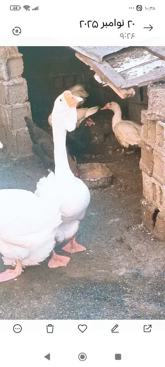 فروش غاز نرمیکس خالماگور لیندا|حیوانات مزرعه|سورک, |دیوار