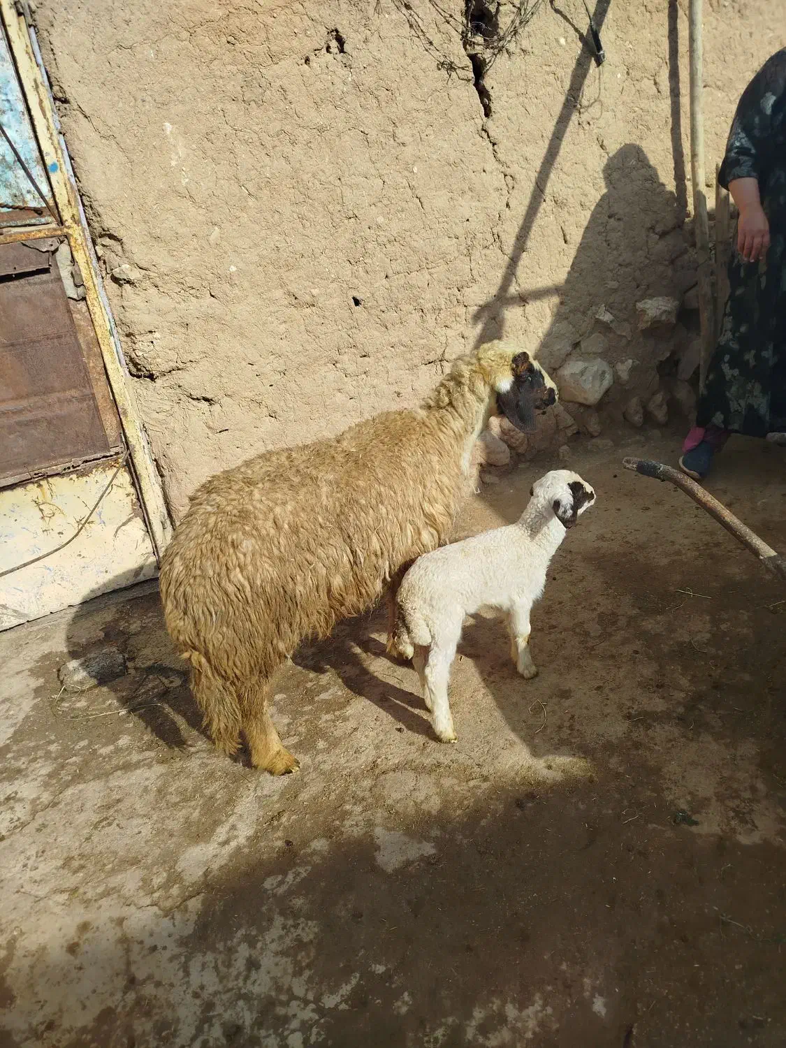 میش و بره|حیوانات مزرعه|زاگرس, |دیوار