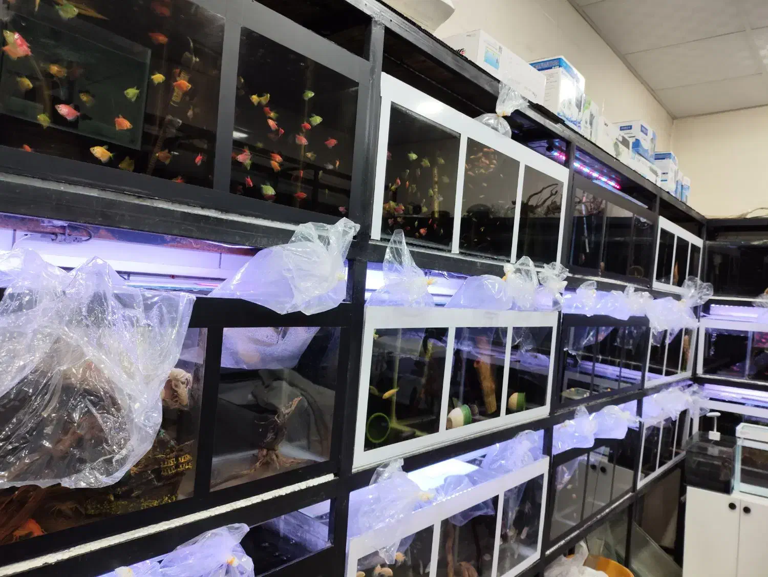 اکواریوم خلیج فارس|ماهی|زرند, |دیوار