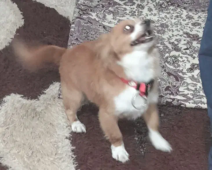 گمشده‌۵روز|حیوانات|بندر انزلی, جهانگانی|دیوار