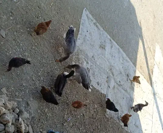 مرغخروس،اردک،غاز|حیوانات مزرعه|ملایر, |دیوار