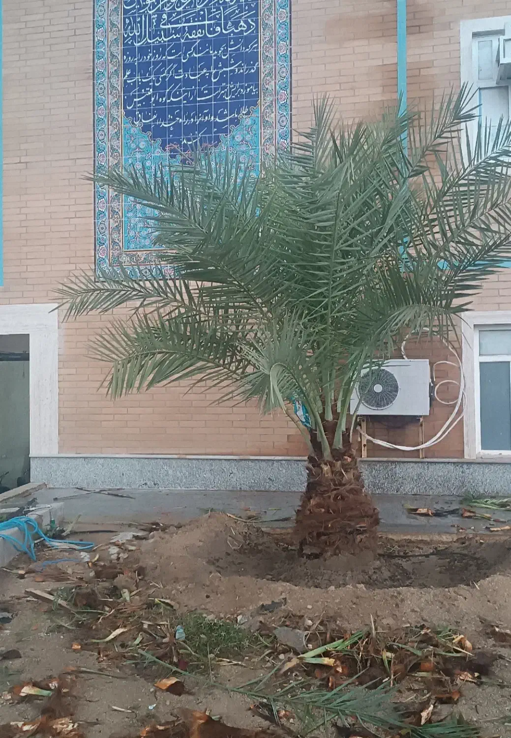 قطع و هرس درخت و نخل و دراوردن دمیت و پاجوش|خدمات باغبانی و درختکاری|برازجان, |دیوار